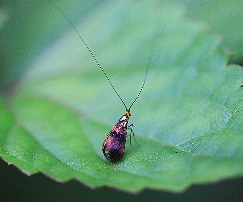 Nemophora ahenea