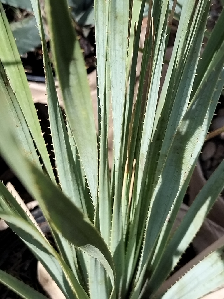 Dasylirion durangense, Antonio Ramírez, Durango, Dgo., México