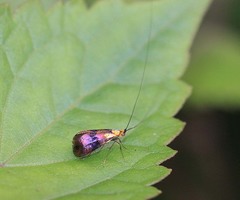 Nemophora ahenea