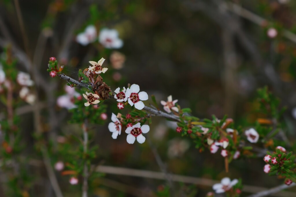 Astartea aspera (Astartea aspera)