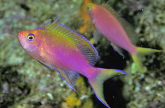 Yellowtail Anthias photo 1