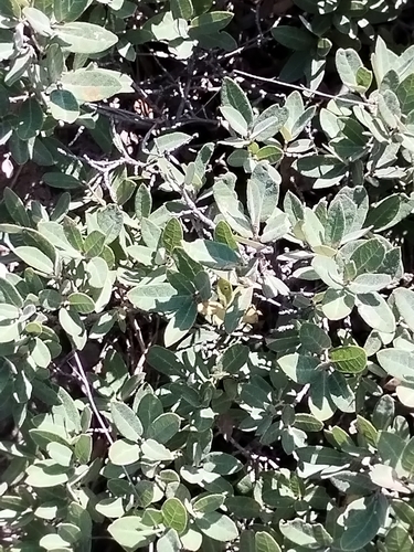 Quercus striatula (Quercus striatula)