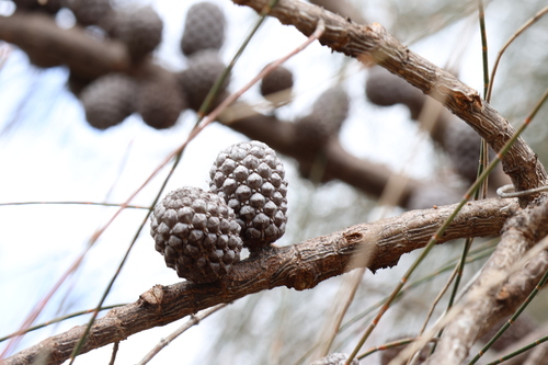 Image of Allocasuarina huegeliana by (c) Greg Tasney, some rights reserved (CC BY-SA)