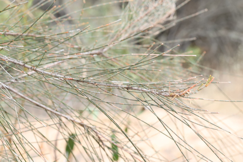 Image of Allocasuarina huegeliana by (c) Greg Tasney, some rights reserved (CC BY-SA)