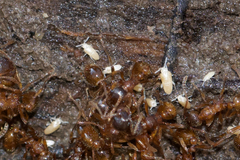 Pseudosinella rolfsi