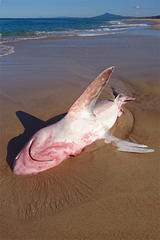 Carcharhinus plumbeus