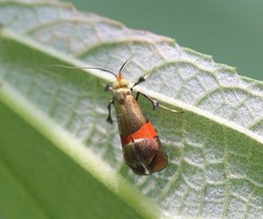 Nemophora sakaii