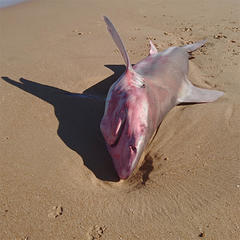 Carcharhinus plumbeus