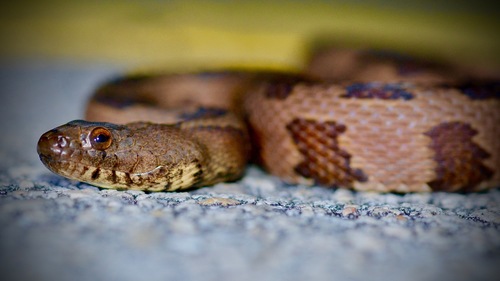 Brown Watersnake