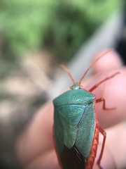 Edessa rufomarginata