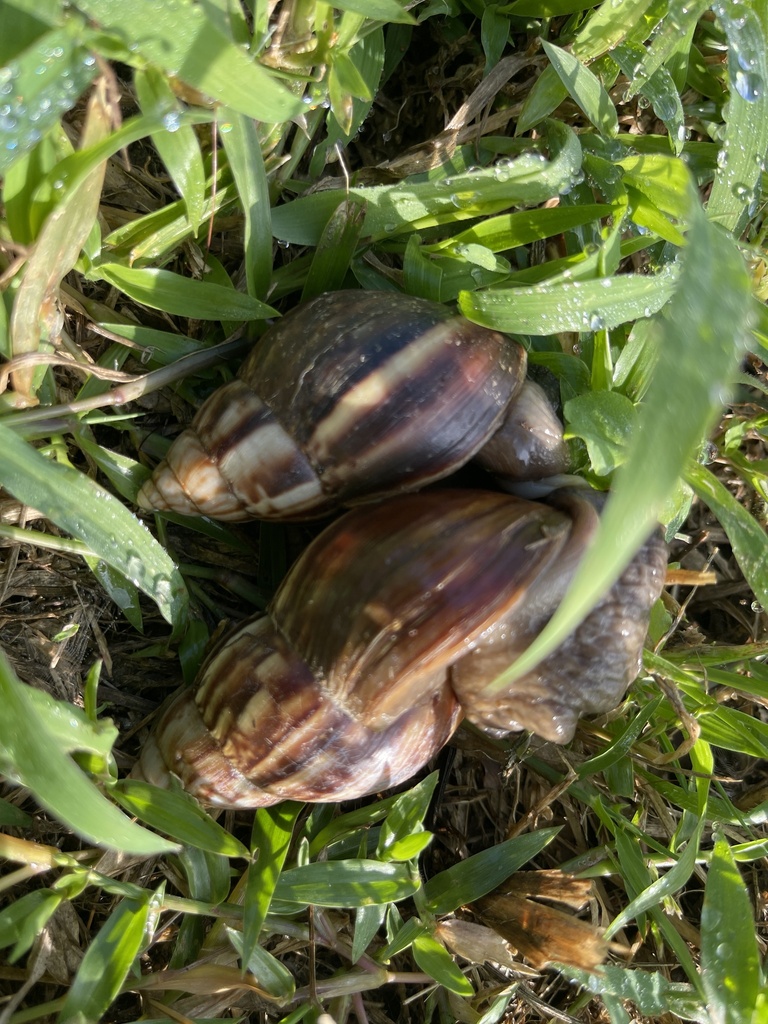 African Giant Snail From 臺灣島, 玉里鎮, HUA, TW On November 1, 2023 At 08:04 ...