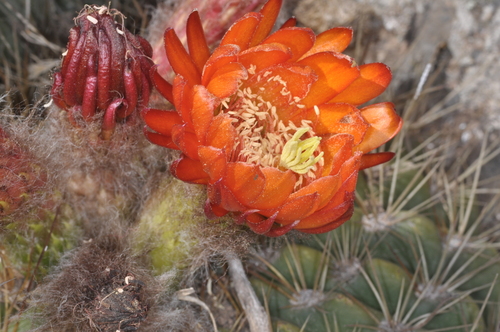 Image of Lobivia bruchii by (c) aacocucci, some rights reserved (CC BY)