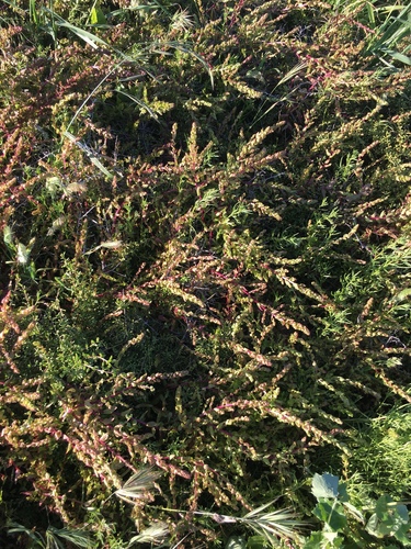 San Diego coastalcreeper (Aphanisma blitoides)