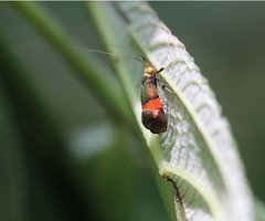 Nemophora sakaii
