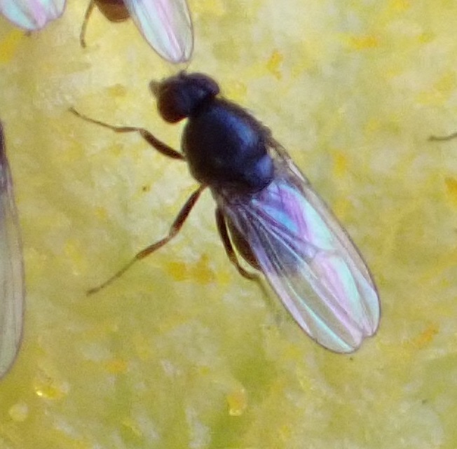 Phloridosa
