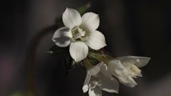 Gilia diegensis