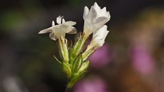 Gilia diegensis