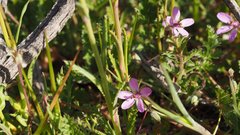 Gilia diegensis