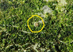 Calonectria