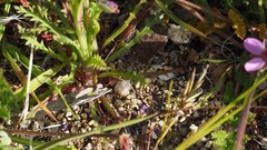 Gilia diegensis