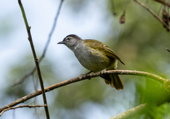 Mountain Greenbul photo 3