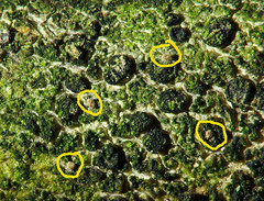 Calonectria