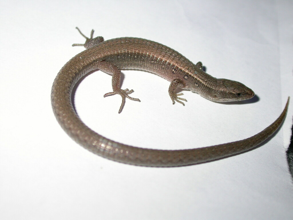 Wilson's Microtegu