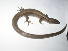 Wilson's Microtegu photo 1