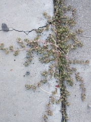 Gefleckte Wolfsmilch (Euphorbia maculata): Herkunft und Verwendung — Foto 3
