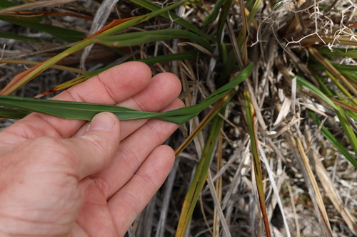 Image of Dianella brevicaulis by (c) Greg Tasney, some rights reserved (CC BY-SA)
