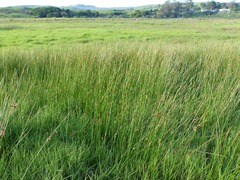 Juncus lesueurii