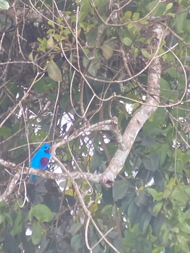 Turquoise Cotinga (Cotinga ridgwayi), photo 4