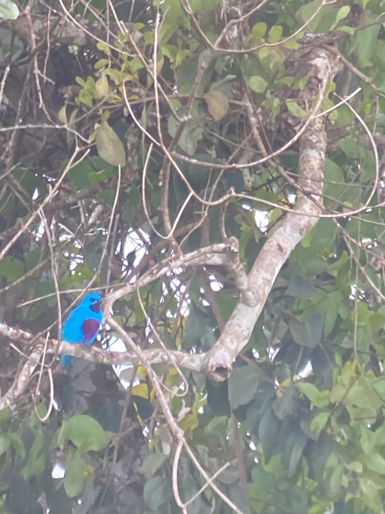 Turquoise Cotinga (Cotinga ridgwayi), photo 5