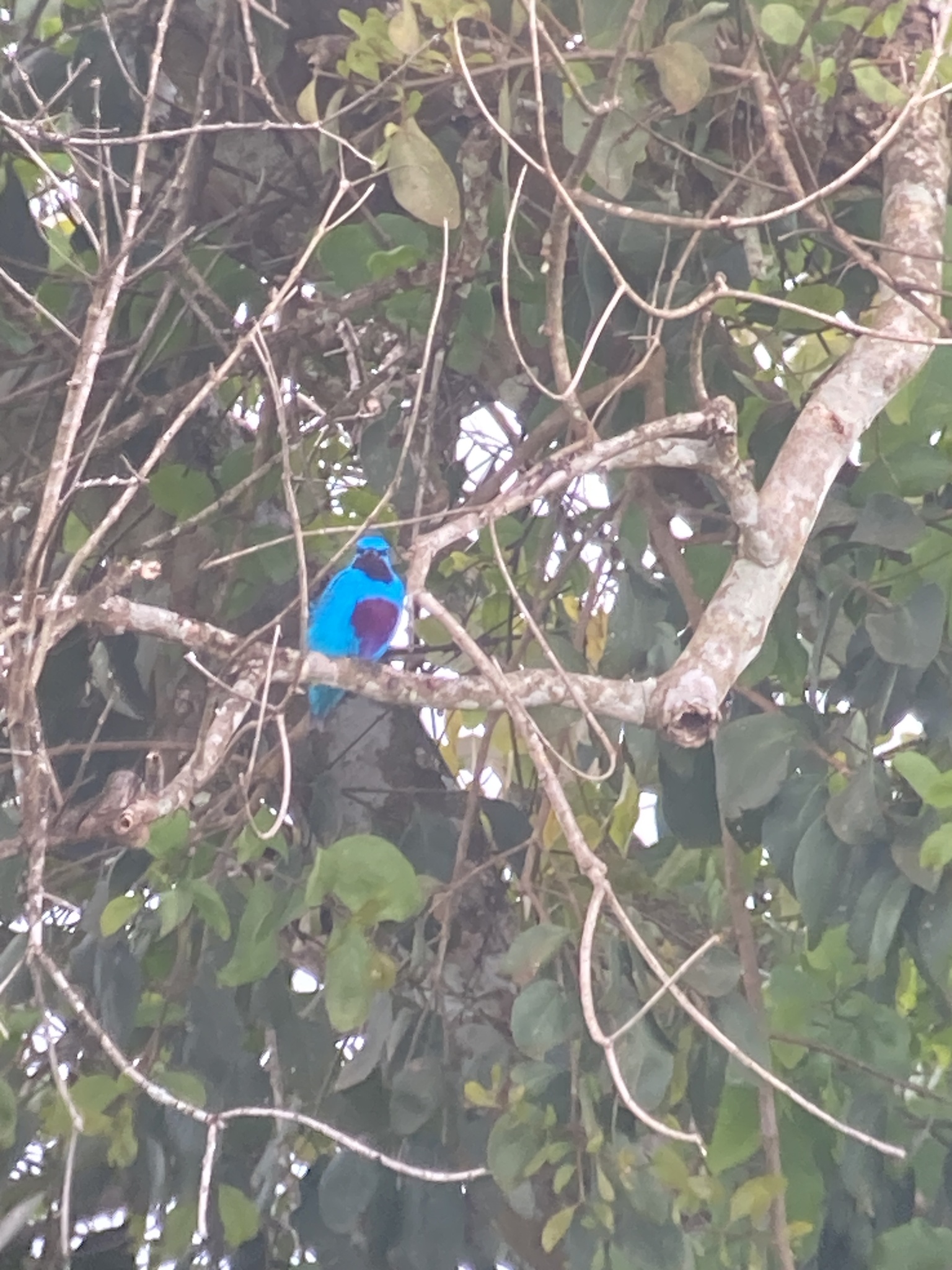 Turquoise Cotinga (Cotinga ridgwayi), photo 6