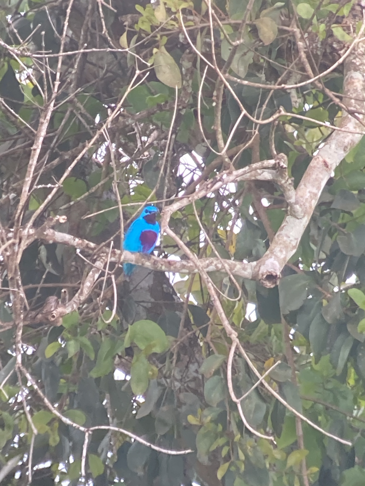 Turquoise Cotinga (Cotinga ridgwayi), photo 7
