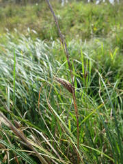 Carex flacca