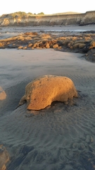 Neosabellaria kaiparaensis