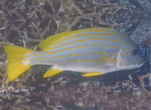 Goldstriped sweetlips (Plectorhinchus chrysotaenia) — Haemulidae
