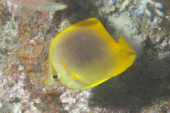 Golden Butterflyfish photo 4