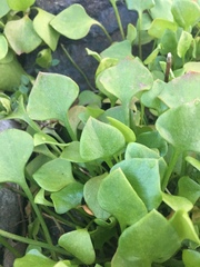 Claytonia perfoliata