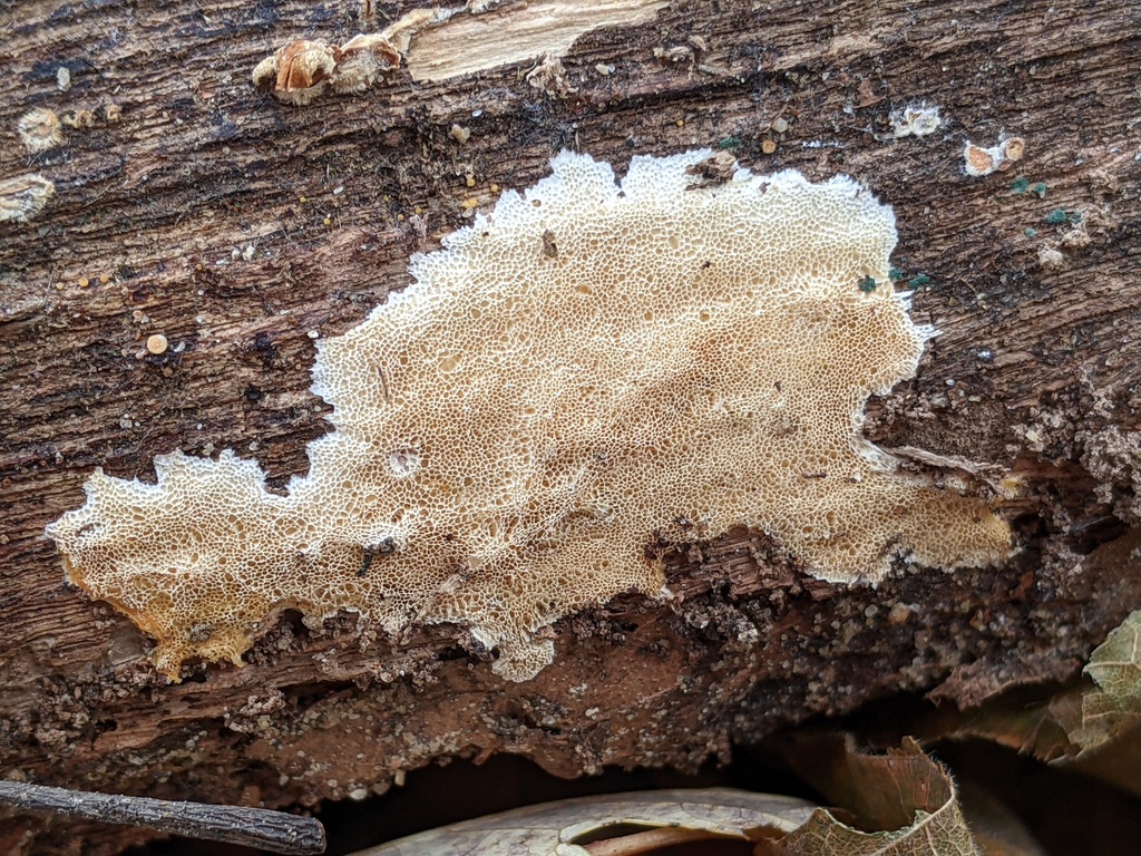 Antrodiella romellii