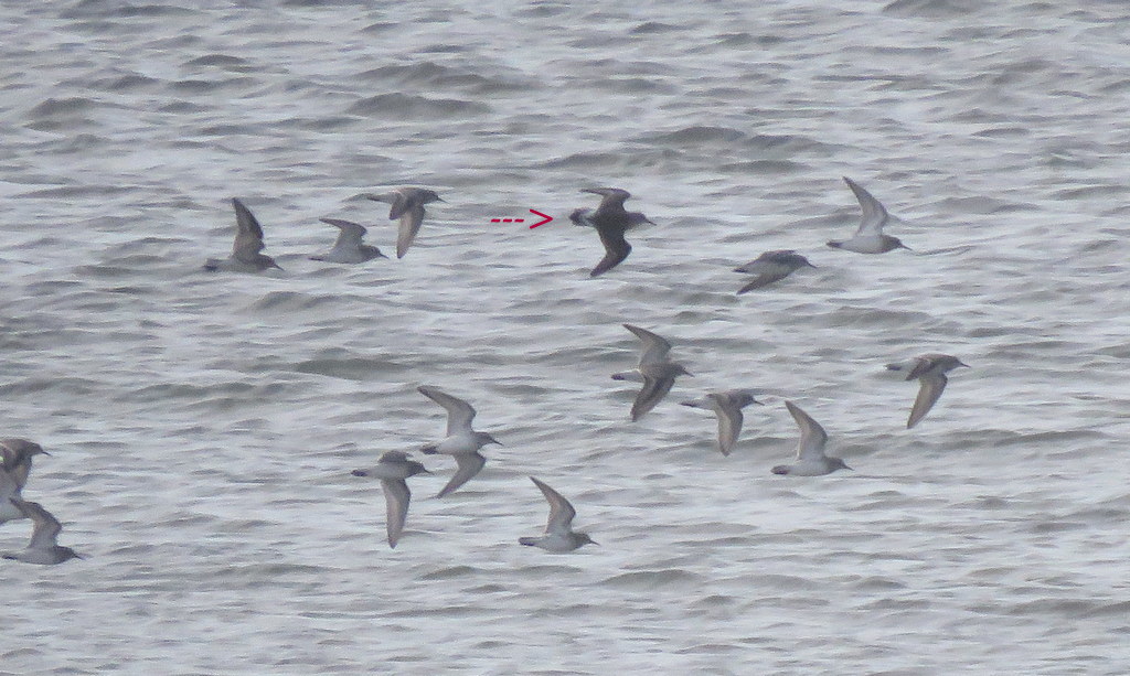 White-rumped Sandpiper