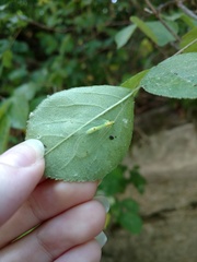 Leucochrysa insularis