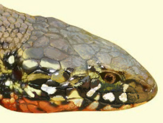 Wilsonosaura