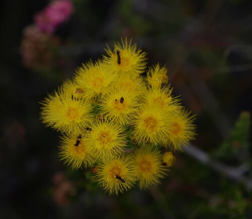 Image of Verticordia endlicheriana by (c) Greg Tasney, some rights reserved (CC BY-SA)