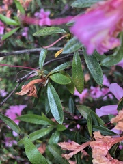 Rhododendron kanehirai