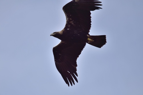 Aigle ibérique