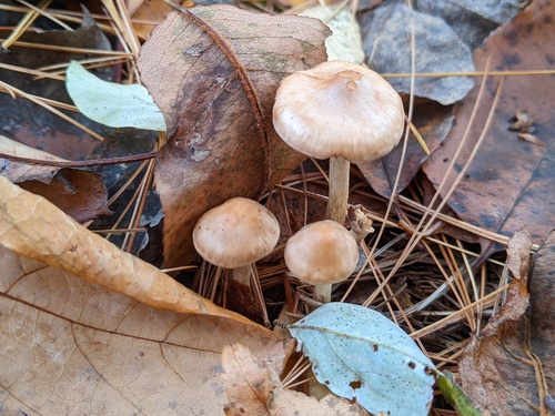 Hebeloma excedens (Photo 2 of 3)