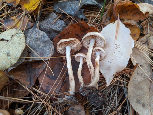 Hebeloma excedens (Photo 3 of 3)