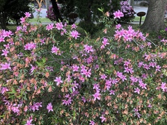 Rhododendron kanehirai